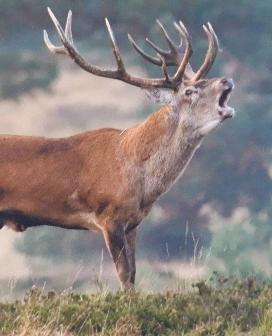 De Veluwe