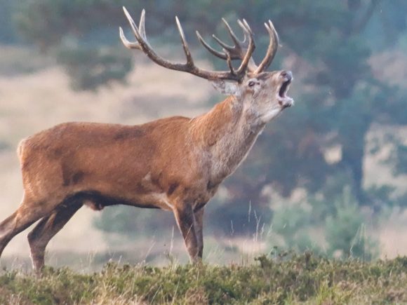 De Veluwe