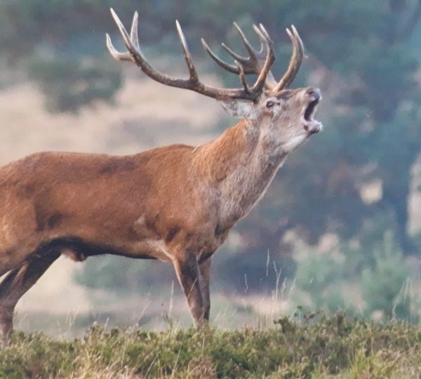 De Veluwe met de Poshoorn, Airbornmars en wandeling Merksem