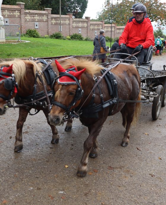 Paarden wijding